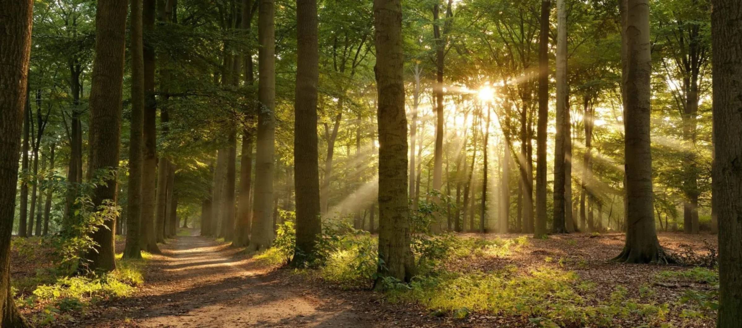 bosque%20frondoso%20con%20rallos%20de%20sol